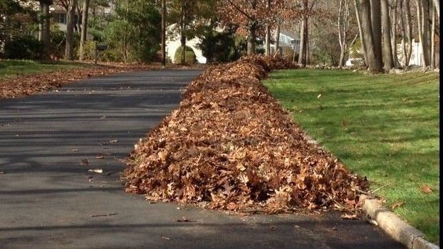 Leaves in street